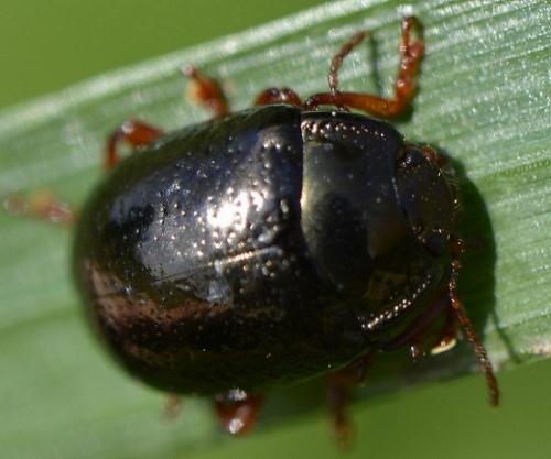 Chrysolina bankii